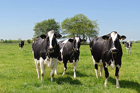 Foto aus der Fotogruppe 