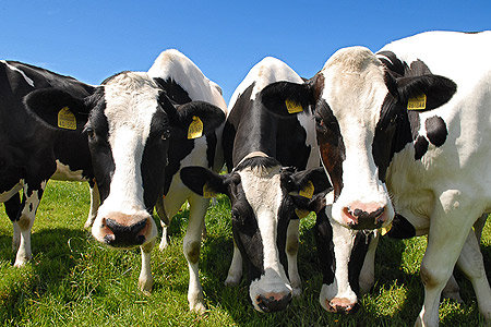 Foto aus der Fotogruppe 