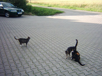 Foto aus der Fotogruppe 