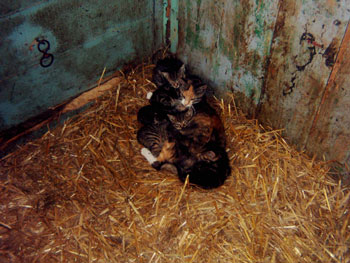 Foto aus der Fotogruppe 